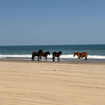 Wild Horse Adventure Tours - Tours Near Me - Corolla, North Carolina