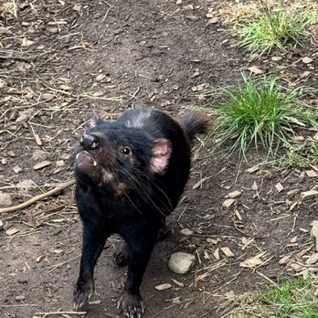 Wings Wildlife Park - Grrrrrr! This guy looks like he's ready to fight or attack. - Campgrounds Near Me - Gunns Plains, TAS Wings Wildlife Park - Grrrrrr! This guy looks like he's ready to fight or attack. - Campgrounds Near Me - Gunns Plains, TAS