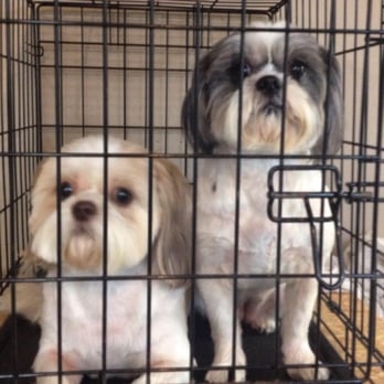 Classy Canine Salon - Pet Groomers Near Me - Dothan, Alabama