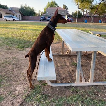 Pat's K9 Training - Growing our confidence - Pet Training Near Me - Goodyear, Arizona