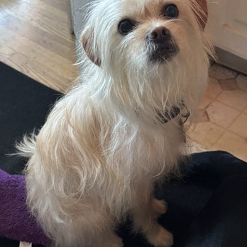 Farrington Kennels - Pretty girl that smells wonderful! - Pet Sitting Near Me - Martinez, California