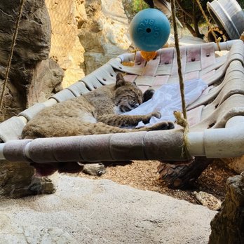 CuriOdyssey - Bobcat - Zoos Near Me - San Mateo, California