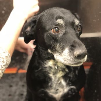 Wag N' Wash Natural Pet Food & Grooming - Dog Wash - Pet Groomers Near Me - Aurora, Colorado