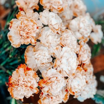 DIRT Flowers - Florists Near Me - Dallas, Texas DIRT Flowers - Florists Near Me - Dallas, Texas