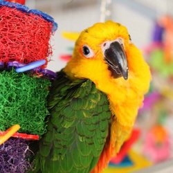Pet World