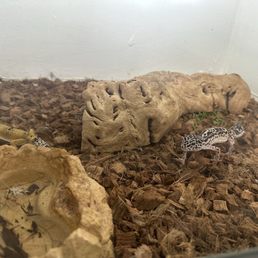 Young Leopard Geckos