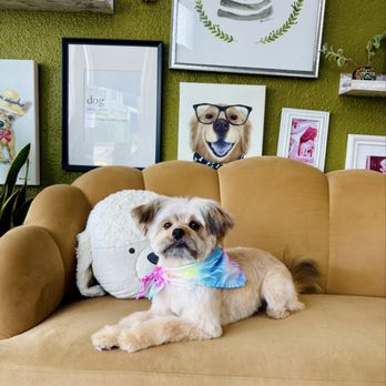 Wag n’ Swag - My beloved new rescue dog, after his first grooming with Diana at Wag and Swag! (Photo taken by Diana too.) - Pet Groomers Near Me - Los Angeles, California Wag n’ Swag - My beloved new rescue dog, after his first grooming with Diana at Wag and Swag! (Photo taken by Diana too.) - Pet Groomers Near Me - Los Angeles, California
