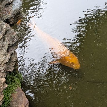 Japanese Tea Garden - koi pond - Tea Rooms Near Me - San Francisco, California