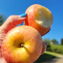 McCurdy Farms - So good! Gala apples 65 cents a poind