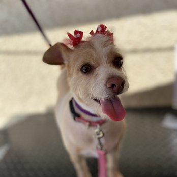 Juliet’s Dog Grooming - Pretty girl - Pet Groomers Near Me Juliet’s Dog Grooming - Pretty girl - Pet Groomers Near Me