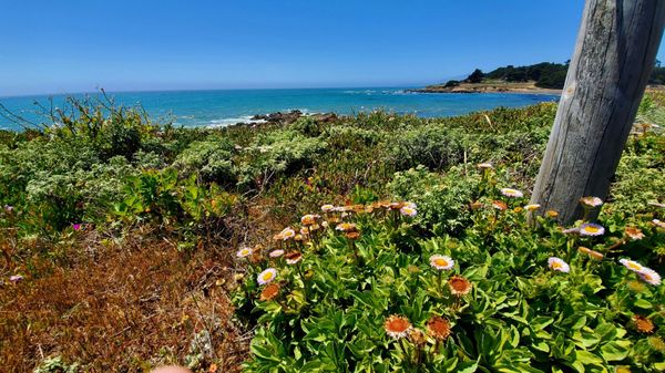 SEA OTTER INN - 215 Photos & 177 Reviews - 6656 Moonstone Beach Dr