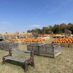 Majestic Nursery and Gardens - Pumpkins