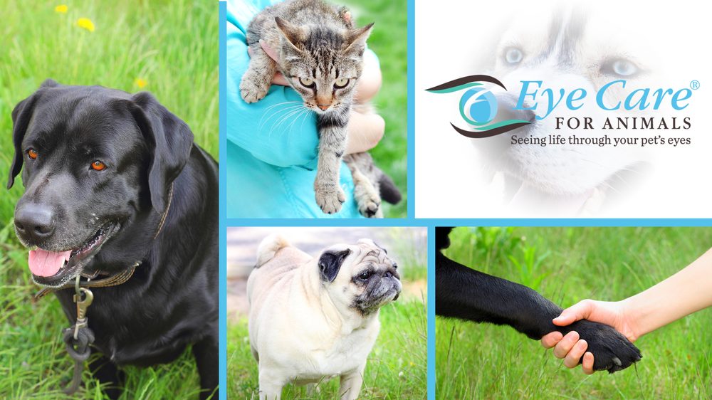 EYE CARE FOR ANIMALS Updated October 2024 11 Reviews 8724 Alameda