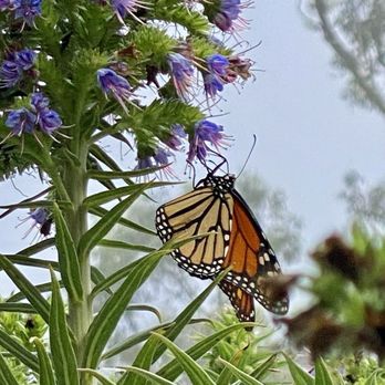 Esalen Institute - The monarchs - Adult Education Near Me - Big Sur, California Esalen Institute - The monarchs - Adult Education Near Me - Big Sur, California