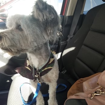K9 Loft - Choppy all around, I could have done a better job with a pair of scissors. - Pet Groomers Near Me - Pasadena, California