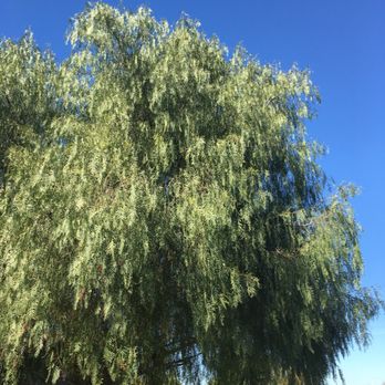Tony's BC Tree Service - Tree Services Near Me - Orange, California Tony's BC Tree Service - Tree Services Near Me - Orange, California