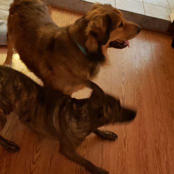 Tara's Crate Escape - Two peas in a pod. Enjoying some indoor playtime while the weather is rainy. - Pet Boarding Near Me - Sapulpa, Oklahoma Tara's Crate Escape - Two peas in a pod. Enjoying some indoor playtime while the weather is rainy. - Pet Boarding Near Me - Sapulpa, Oklahoma