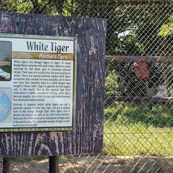 Arbuckle Wilderness - Worn out sign and tiger in background - Zoos Near Me - Davis, Oklahoma Arbuckle Wilderness - Worn out sign and tiger in background - Zoos Near Me - Davis, Oklahoma