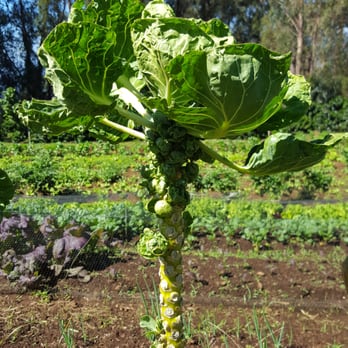 O'o Farms - Brussels sprouts - Food Tours Near Me - Kula, Hawaii O'o Farms - Brussels sprouts - Food Tours Near Me - Kula, Hawaii