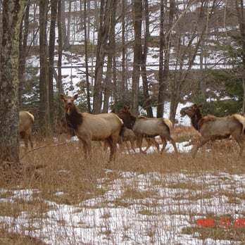 Benezette Store & Restaurant - elk county, home of 500+ free roaming elk. - Grocery Near Me - Benezett, Pennsylvania