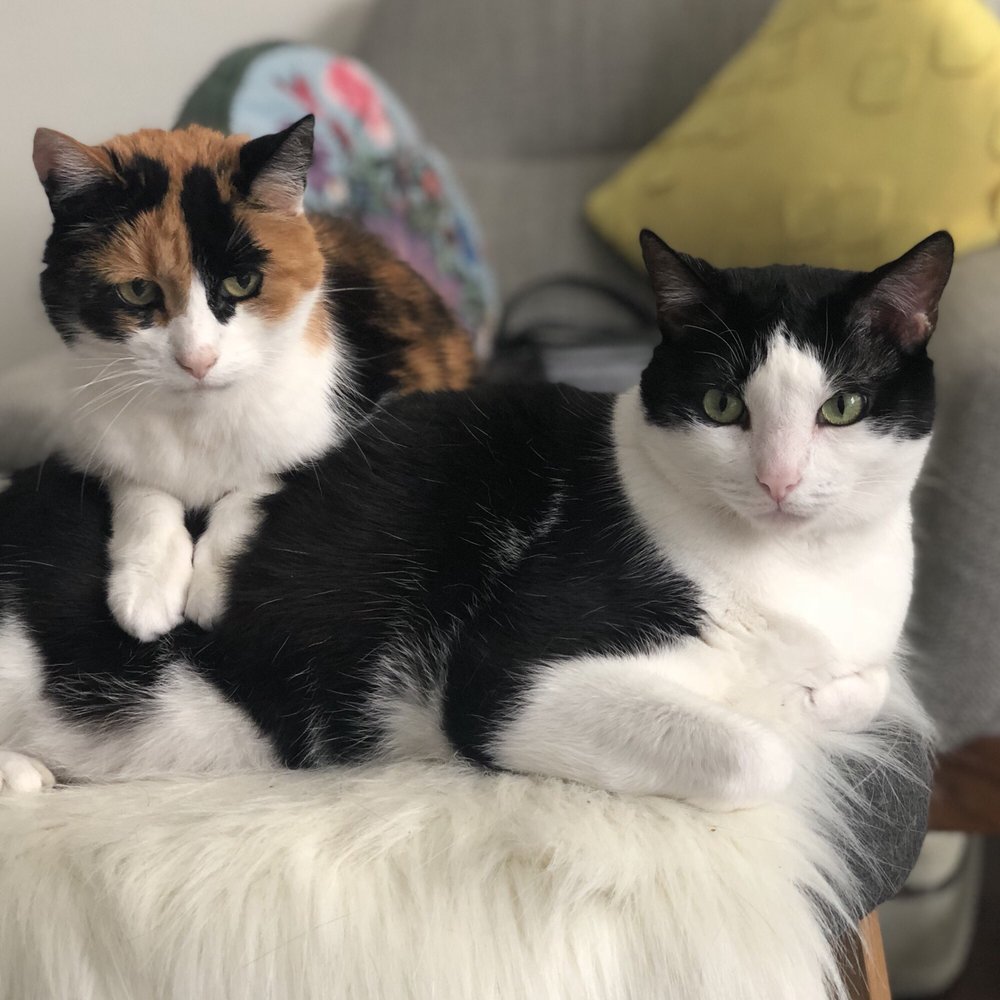 AT HOME CAT CARE Updated September 2024 10 Photos & 26 Reviews