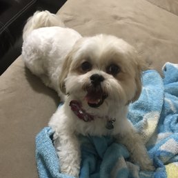 Happy Pup