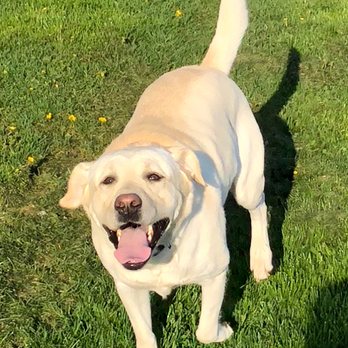 Comfort Zone Sitters - Pet Sitting Near Me