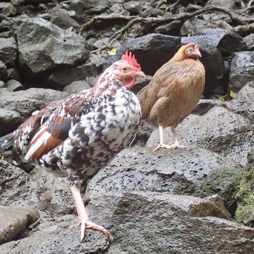 Kayak Wailua Tours - Waterfall chickens - Tours Near Me - Kapaa, Hawaii