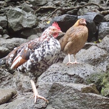 Kayak Wailua Tours - Waterfall chickens - Tours Near Me - Kapaa, Hawaii Kayak Wailua Tours - Waterfall chickens - Tours Near Me - Kapaa, Hawaii