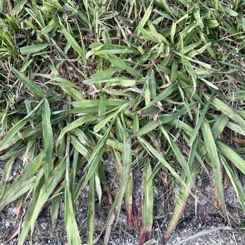 Blue Duck Lawn Care - Landscaping Near Me