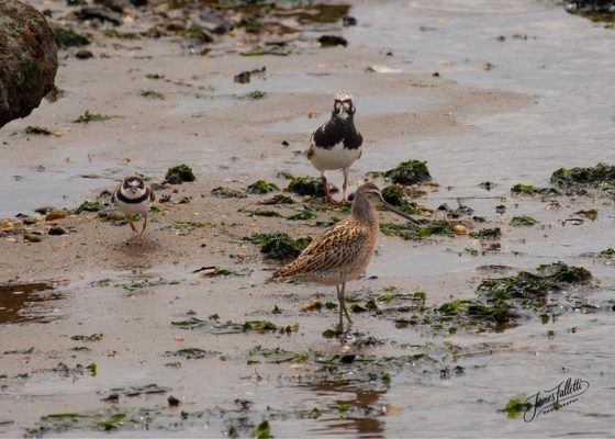 Sandy Hook – Gateway National Recreation Area by null