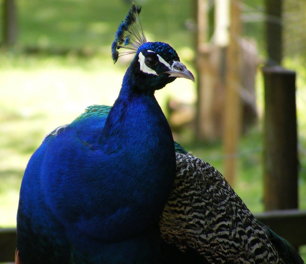 COTSWOLD WILDLIFE PARK Updated May 2024 10 Reviews Bradwell Grove