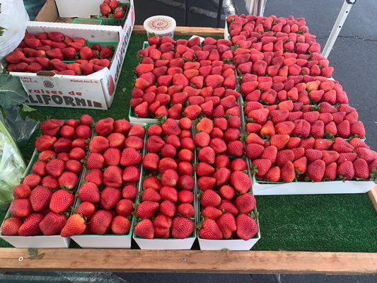 Galleria @ Tyler Farmers Market by null