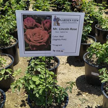 Garden View Nursery - Popular roses - Nurseries & Gardening Near Me - Irwindale, California