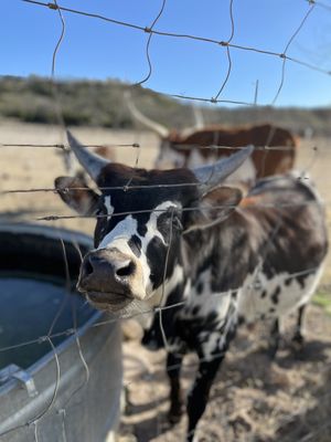 Contigo Ranch Fredericksburg by null