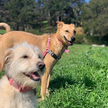 Miller's Menagerie - Dog Walkers Near Me - San Francisco, California Miller's Menagerie - Dog Walkers Near Me - San Francisco, California