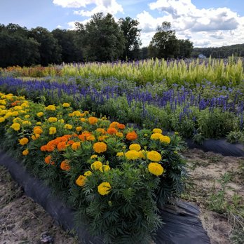 Wallkill View Farm Market - Flowers in back - Fruits & Veggies Near Me - New Paltz, New York