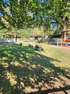 Maplewood Farm by null