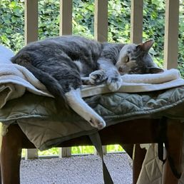 Patient of The Cat Doctor in Thousand Oaks, resting. Patient of The Cat Doctor in Thousand Oaks, resting.