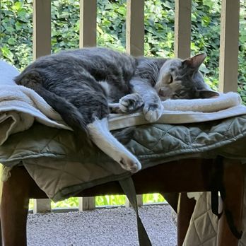 The Cat Doctor - Patient of The Cat Doctor in Thousand Oaks, resting. - Veterinarians Near Me - Thousand Oaks, California The Cat Doctor - Patient of The Cat Doctor in Thousand Oaks, resting. - Veterinarians Near Me - Thousand Oaks, California