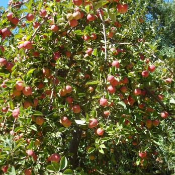 Riley's Farm - Lots of apples. - Fruits & Veggies Near Me - Oak Glen, California