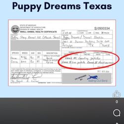 Puppy Dreams