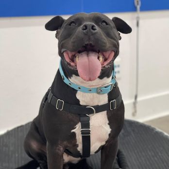 Dog Training Elite - Pet Training Near Me - Raynham, Massachusetts Dog Training Elite - Pet Training Near Me - Raynham, Massachusetts