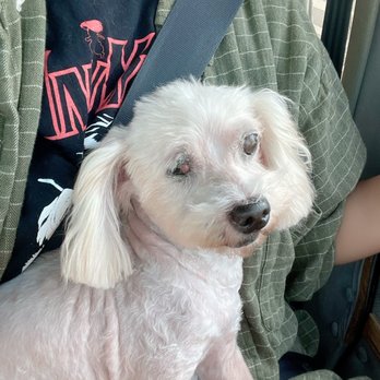 Pioneer Grooming - Pet Groomers Near Me - Norwalk, California Pioneer Grooming - Pet Groomers Near Me - Norwalk, California