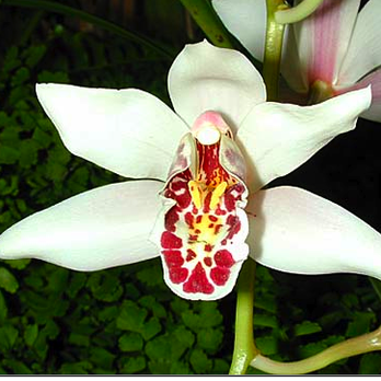 Andy's Orchids - Nurseries & Gardening Near Me - Encinitas, California