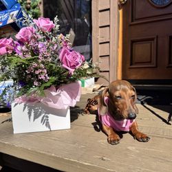 Brenda's House Of Flowers - Beautiful arrangement and beautiful dog, Hannah