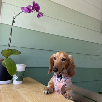 Daily Whisk Matcha - Cafes Near Me - Honolulu, Hawaii