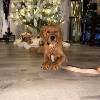 First Class Boarding &Training - Pet Boarding Near Me - Diamond Bar, California First Class Boarding &Training - Pet Boarding Near Me - Diamond Bar, California
