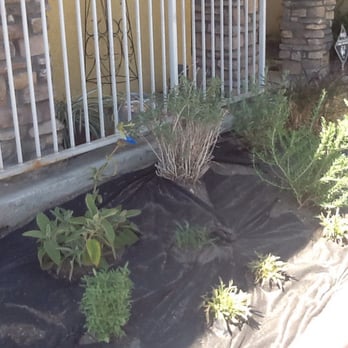 Metro Landscape - a view of a front yard - Landscaping Near Me - Simi Valley, California Metro Landscape - a view of a front yard - Landscaping Near Me - Simi Valley, California