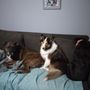 Photo of Evergreen Veterinary Services